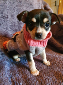 irish marked chihuahua